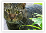 Tigre looks out